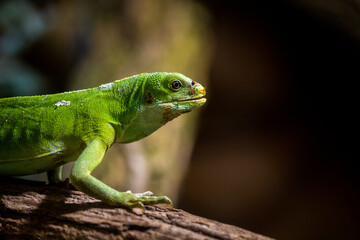 Fijian iguana in a terrarium