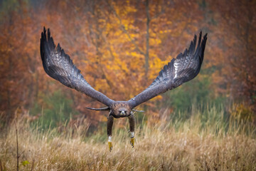 golden eagle in flight in autumn