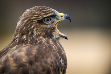buzzard forest portrait from nature