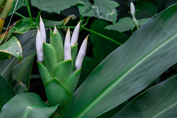 The fragrant white flower of (Hedychium coronarium)