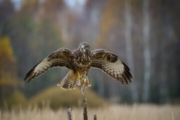 wood buzzard with outstretched wings