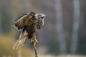 wood buzzard with outstretched wings