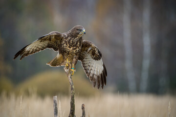wood buzzard with outstretched wings
