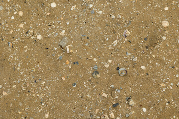 dettagli di una spiaggia e del suo terreno fatto di sabbia umida, cosparso da tantissimi pezzi di conchiglie interi e rotti  e di varie dimensioni