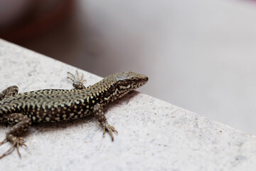 macro di una lucertola vista da sopra, ferma su un cornicione di marmo liscio e di colore chiaro, al sole, di giorno, mentre guarda verso la fotocamera