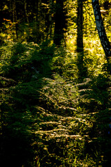 Obraz premium dawn in the summer forest in ferns and birches