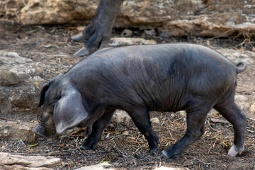 A pig is genus Sus,within the even-toed ungulate family Suidae. Pig farming or hog farming is the raising and breeding of domestic pigs as livestock farmed principally for food e.g. pork, bacon,gammon