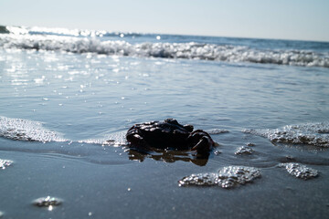 Am Strand von Blavand in Dänemark