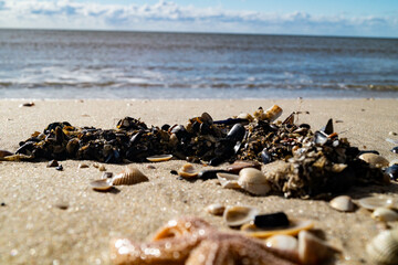 Am Strand von Blavand in Dänemark