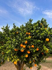 orange tree
