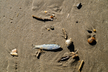 Am Strand von Blavand in Dänemark