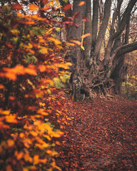 Pathway in the forest in autumn