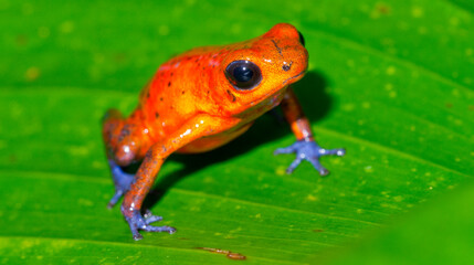 Dart Poison Frog, Blue Jeans, Oophaga pumilio, Dendrobates pumilio, Tropical Rainforest, Boca Tapada, Alajuela Province, Costa Rica, America