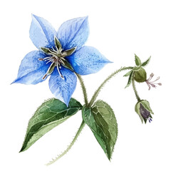 Watercolor drawing of borage, isolated on a white background, and borage vector