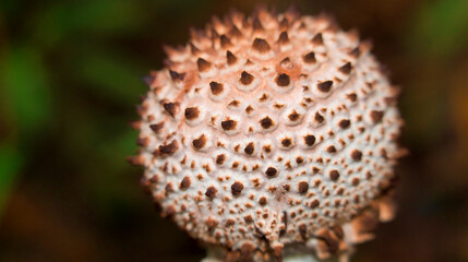 Wild Mushroom, Sekonyer River, Tanjung Puting National Park, Kalimantan, Borneo, Indonesia