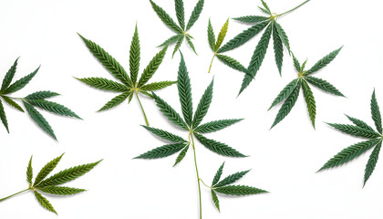 Hemp leaves on white background isolated with white highlights, png