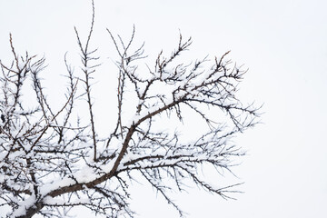 Sea buckthorn branches in snow on cloudy sky, frosty winter day. fruit garden in winter