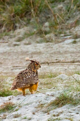 Eurasian Eagle Owl, Bubo bubo, Royal Bardia National Park, Bardiya National Park, Nepal, Asia