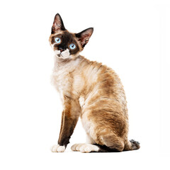Cat breed Devon rex