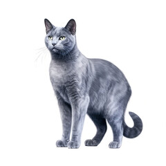 Russian blue cat isolated on white