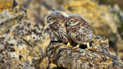 Little Owl, Athene noctua, Mediterranean Forest, Castilla y Leon, Spain, Europe
