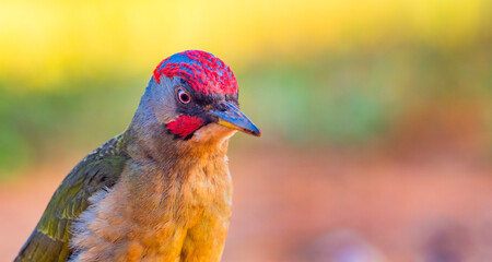 European Green Woodpecker, Picus viridis, Mediterranean Forest, Castilla La Mancha, Spain, Europe