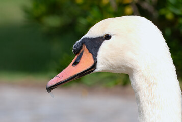 Retrato de um Cisne Branco. Ave habitualmente vista em lagos de grandes parques de lazer.