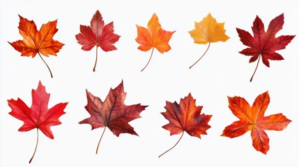 Maple leaves set in fiery reds and oranges, capturing the essence of autumn, isolated on transparent background