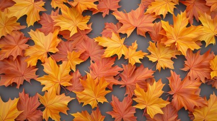 Richly colored maple leaves in orange and yellow, symbolizing autumn beauty, isolated on transparent background