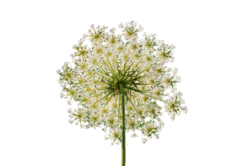singola pianta grande di carota selvatica , con gambo e ramificazioni verdi e con tantissimi e piccoli fiori bianchi, scontornata su sfondo trasparente