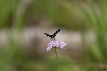 vista macro di una piccola farfalla dalle ali nere, ferma su un fiore dai petali color rosa, di giorno, in estate, su sfondo sfuocato e verde