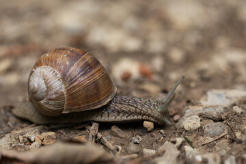 vista macro, dal basso, a livello del terreno, di una chiocciola che si sposta lentamente su un terreno fatto di terra umida e sassi