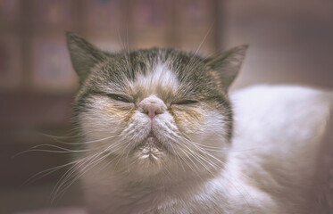 White exotic cat, Snoopy color, with white mustache.
