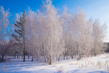 A snow covered pine tree and frost laden birch trees create a serene winter landscape during the morning light in a vast field surrounded by forests.