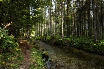 panoramica frontale su un verde bosco di abeti ed un vicino ruscello pieno d'acqua, di giorno,...