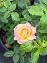 Peach colored potted rose bush
