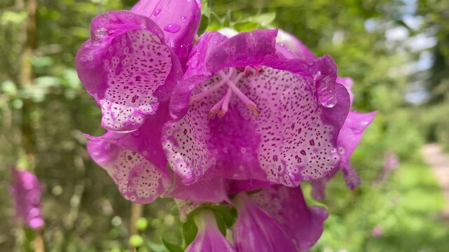 Cluster of purple foxglove (Digitalis purpurea) with raindrops, softly moving in a summer forest. Static shot.