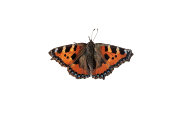 vista macro di una bellissima farfalla dalle ali distese e di color arancione e nero distesa scontornata su sfondo trasparente