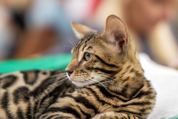 A detailed closeup view of a beautiful bengal cat resting on a table