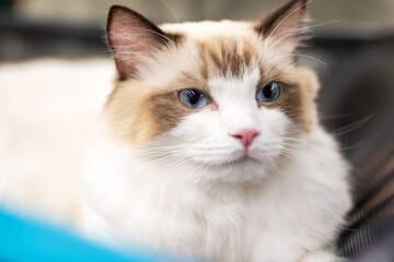 A detailed close up of a brown and white cat showcasing its beautiful blue eyes