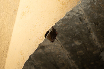 ritratto in primo piano, dal basso, di un piccolo pipistrello, in letargo, appeso a testa ingiù ad un soffitto dentro una vecchia cavità artificiale abbandonata
