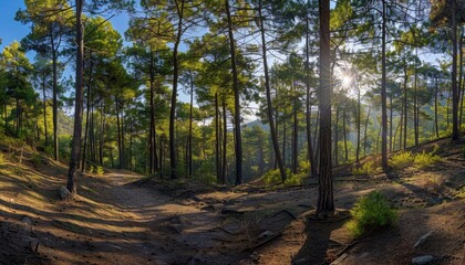 Obraz premium Sunbeams Filtering Through a Dense Pine Forest