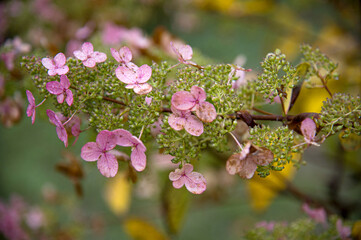 A branch with small delicate autumn flowers