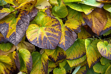 A view of the foliage, painted in delicate autumn colours