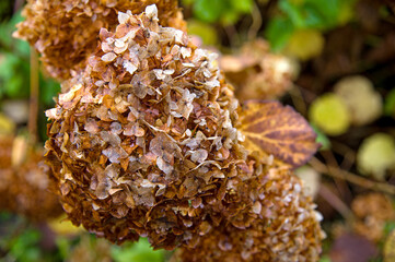 View of dried inflorescence. Autumn view