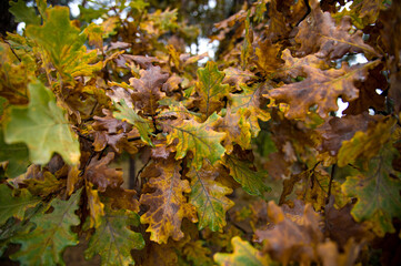 View of oak foliage coloured by autumn withering 