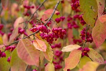 Branches with berries of Euonymus europaeus. Autumn view