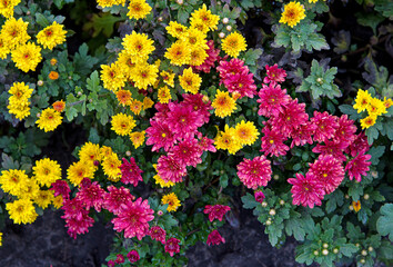 Flowerbed with yellow and red chrysanthemums. Top view