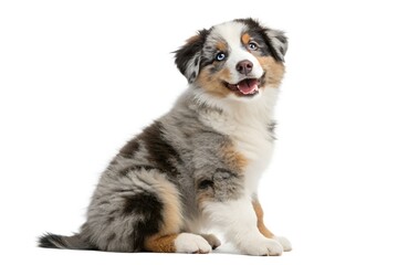 Fototapeta premium Adorable Australian Shepherd Puppy Sitting