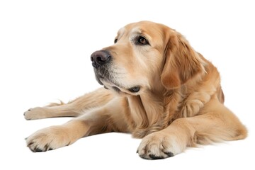 Golden Retriever Lying Down on White Background